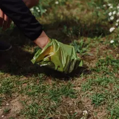 Ręka w zielonej torebce na psie odchody na trawie.