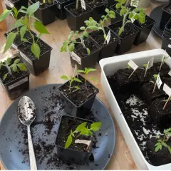 Junge Chili-Pflanzen und Tomaten werden in kleinen Töpfen vorgezogen. Die ersten Blätter sind sichtbar, bereit für die Sonne.