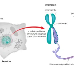 Budowa chromosomu: chromatyna w jądrze komórkowym zwija się, tworząc widoczne chromosomy, zbudowane z podwójnej nici DNA nawiniętej na białka.