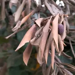 Ramo di ulivo con foglie secche e un'oliva appassita, forse sintomo di malattie del tronco o della corteccia.