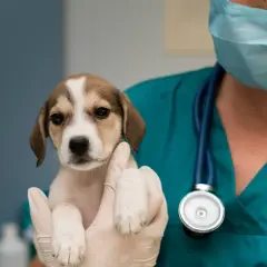 Veterinario Cruz de Piedra: Atención 24 horas para tu mascota