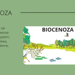  Co to jest ekosystem? Definicja i czym się charakteryzuje ten układ przyrodniczy