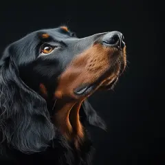 Un elegante setter irlandés negro, con su mirada penetrante y pelaje lustroso, espera atento.