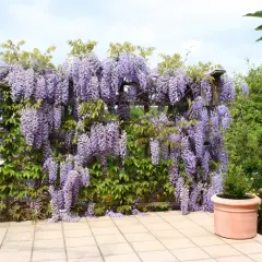Kwiaty wisterii zwisają kaskadami. Idealny czas, by pomyśleć, wisterię kiedy sadzić, by cieszyć się takim widokiem.