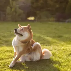 Un Shiba Inu se gratte la patte, peut-être à cause d'allergies alimentaires chez le chien. La lumière du soleil illumine l'herbe verte.