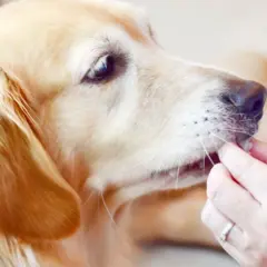 Złoty retriever dostaje smakołyk. Czy to ryż czy kasza dla psa?