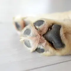Almohadillas de perro con pelaje claro y almohadillas negras. Busca remedios caseros para hidratar las almohadillas de los perros.