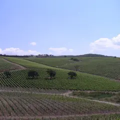 Wzgórza Toskanii, gdzie dojrzewają winogrona na wino Morellino di Scansano.