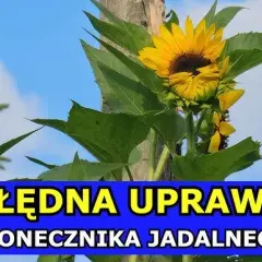 Kiedy siać słonecznik jadalny, aby uniknąć niepowodzeń w uprawie?