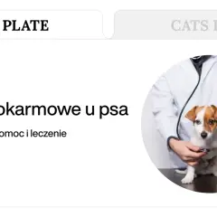 Weterynarz bada psa, który może mieć zatrucie pokarmowe. Dowiedz się, ile trwa zatrucie pokarmowe u psa i jak mu pomóc.