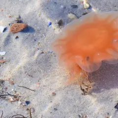Orange Feuerqualle liegt am Sandstrand. Vorsicht vor einer Feuerqualle Verletzung, ihre Tentakel können brennen.