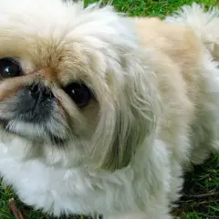 Un pekinés, una de las razas de perros chinos y japoneses, con su pelaje largo y ojos oscuros, mira atentamente sobre el césped verde.