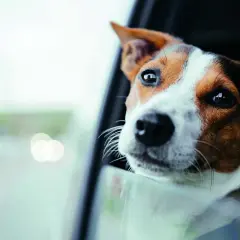 Pies z chorobą lokomocyjną wystawia głowę przez okno samochodu, szukając ulgi.