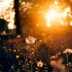 Golden hour sunlight bathes dandelions in a field, showcasing what is ambient light in photography: soft, diffused natural light creating a warm, dreamy atmosphere.
