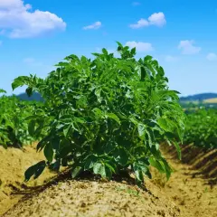 Zdrowe, zielone krzaki ziemniaków na polu. Zastanawiasz się, jaki nawóz pod ziemniaki będzie najlepszy, by uzyskać taki plon?