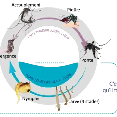 Le cycle de vie des moustiques : ponte, phase aquatique (nymphe), phase terrestre jusqu'à l'émergence. C'est ici qu'il faut agir.
