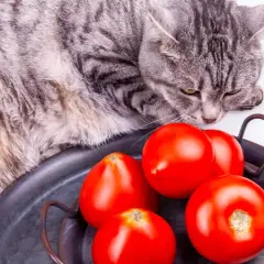 ¿A los gatos les gusta el tomate? Lo que debes saber sobre su seguridad