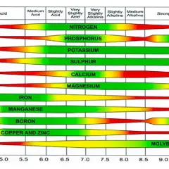 Grafico che illustra come misurare il pH del terreno e la disponibilità di nutrienti. Le barre colorate mostrano l'assorbimento di azoto, fosforo, potassio, zolfo, calcio, magnesio, ferro, manganese, boro, rame, zinco e molibdeno a diversi livelli di pH.