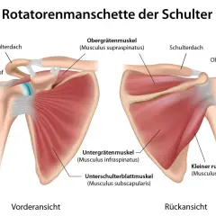 Vorder- und Rückansicht der Rotatorenmanschette. Der **musculus supraspinatus** ist Teil der Schultermuskulatur.