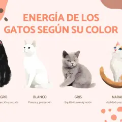 Un gato negro misterioso, uno blanco puro, un gris sereno y un naranja vital, mostrando la energía de los gatos según su color.