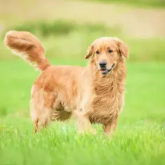 Ile lat żyje golden retriever? Fakty o ich długości życia i zdrowiu