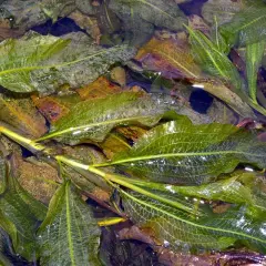 Feuilles vertes et nervurées de Potamogeton lucens flottant dans l'eau, parmi des feuilles mortes.