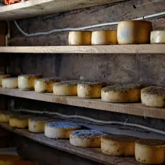 Formaggi sottovuoto di varie dimensioni e stagionature riposano su scaffali di legno grezzo, pronti per essere gustati.
