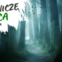Najbardziej tajemnicze miejsca w Polsce: mroczny las, mgła i stada ptaków tworzą atmosferę nawiedzonych miejsc.