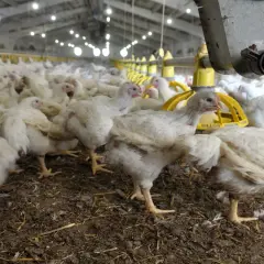 Un gruppo di polli da carne bianchi in un capannone, con mangiatoie gialle e un distributore di mangime in primo piano.