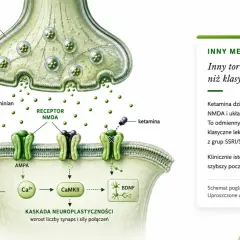 Schemat działania ketaminy na synapsę. Ketamina blokuje receptor NMDA, wpływając na kaskadę neuroplastyczności.