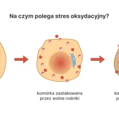 Ilustracja pokazuje, co to są antyoksydanty, broniące komórki przed wolnymi rodnikami, które powodują jej uszkodzenie.