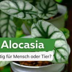 Alocasia-Blätter, die an die Muster auf dem Fell einer Katze erinnern, mit der Frage: Giftig für Mensch oder Tier?
