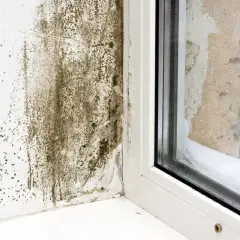Moisissure sur un mur près d'une fenêtre, signe d'un taux d'humidité élevé dans l'appartement.