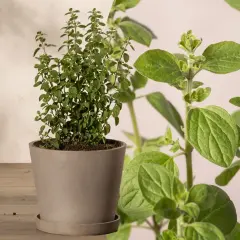 Ein Topf mit frischem Oregano, der nicht giftig ist, steht auf einem Holztisch. Nahaufnahme der grünen Blätter.