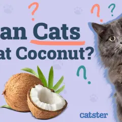 A fluffy gray cat looks at the camera, surrounded by question marks. Coconuts are shown, prompting the question: can cats have coconut?