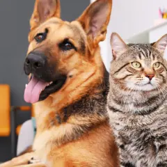 Un perro pastor alemán y un gato atigrado sentados juntos, mostrando la diversidad de que son los perros y sus amigos felinos.