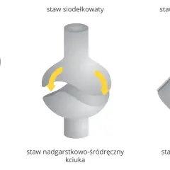 Ilustracja przedstawia trzy rodzaje stawów: kulisty (biodrowy), siodełkowaty (nadgarstkowo-śródręczny kciuka) i zawiasowy (kolanowy), pokazując ich ruchomość.
