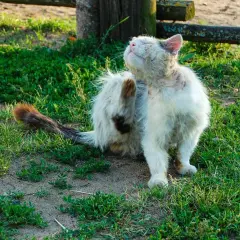 Puszysty kot z syndromem Downa drapieżnie się drapie, siedząc na trawie.