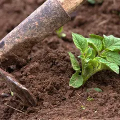 Attrezzo da giardinaggio usato per rincalzare le patate, con una giovane piantina verde che spunta dal terreno fertile.