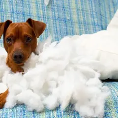 Un perrito marrón, rodeado de relleno de almohada, mira con ojos tristes. Parece que los perros echan de menos a sus dueños cuando están solos.