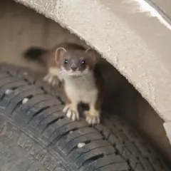 Kuna w aucie? Jak skutecznie odstraszyć i zabezpieczyć auto!