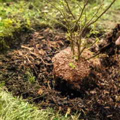 Sadzenie borówki amerykańskiej: ręka obsypuje bryłę korzeniową młodego krzewu korą.