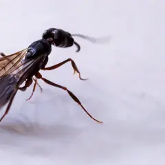 Formica alata in volo. Le formiche sono fondamentali per l'ecosistema, aiutano a disperdere semi e a decomporre materia organica.
