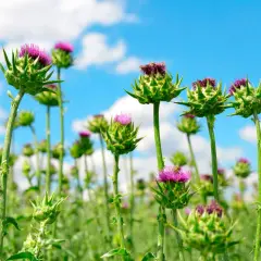 Un campo di cardo fiore sotto un cielo azzurro con nuvole bianche. I fiori viola spuntano da boccioli verdi e spinosi.