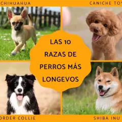 Chihuahua, caniche toy, border collie y shiba inu son algunas de las razas de perro mas longevo.