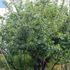 Arbre fruitier chargé de prunes bleues, prêt pour la récolte. Quand tailler les pruniers ? Après la récolte, idéalement.