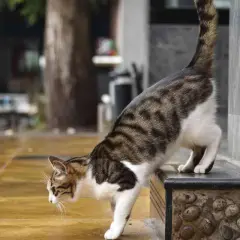 Chat tigré, le nez au sol, semble chercher une odeur qui attire les chats pour faire pipi. Il est sur un muret extérieur.