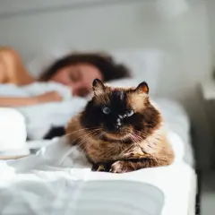 Ein flauschiger, brauner Kater mit blauen Augen liegt auf einem weißen Bett, während eine Person im Hintergrund schläft. Hoffentlich pinkelt die Katze nicht ins Bett!