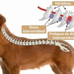 Ilustración de un perro con hernia discal, mostrando vértebras, disco intervertebral y médula espinal. El prolapso puede ser tan grave que se considere sacrificar perro por hernia discal.