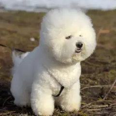 Puszysty bichon frise, z brązowymi oczami, siedzi na trawie.